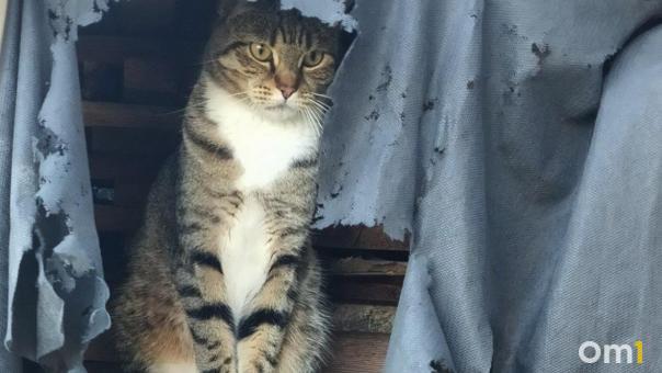 Мешки с живыми кошками нашли под Новосибирском