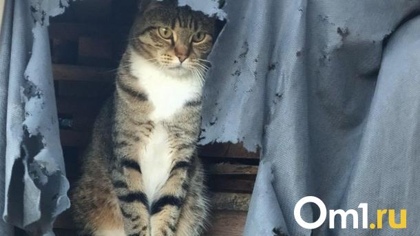 Мешки с живыми кошками нашли под Новосибирском