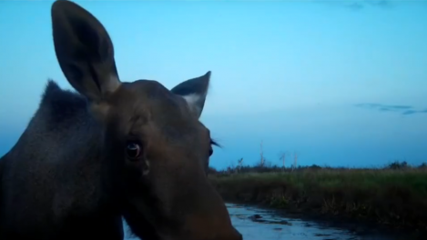 В Омской области на видео попал лось, изучающий таинственный объект