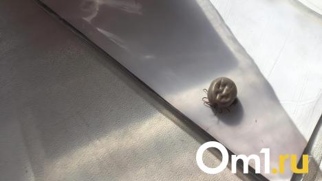 В Омской области клещи покусали уже 2 244 человека: среди них — свыше 800 детей