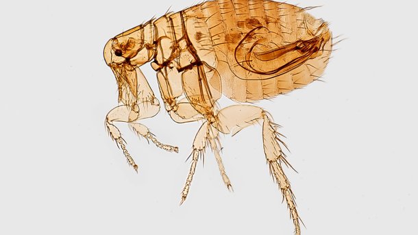 Нашествие блох: насекомые мешают спокойно жить семьям с детьми в пятиэтажке на Левобережье Омска