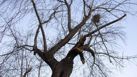 В Омске на улице Красный Путь до сих пор лежит поваленное после урагана дерево