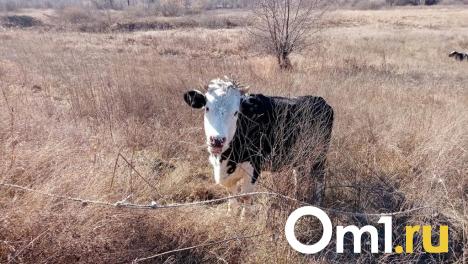 Омская область разработает метод профилактики лейкоза у скота с помощью учёных