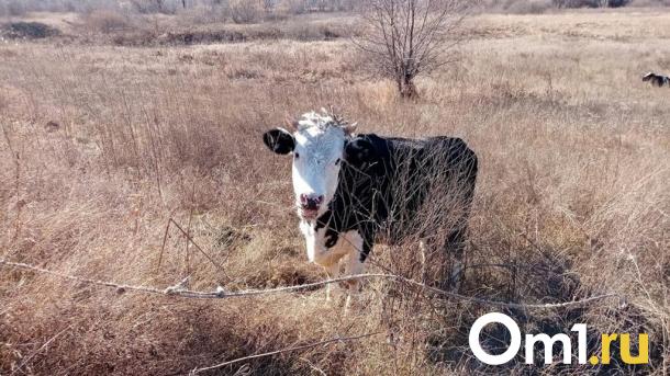 Омская область разработает метод профилактики лейкоза у скота с помощью учёных
