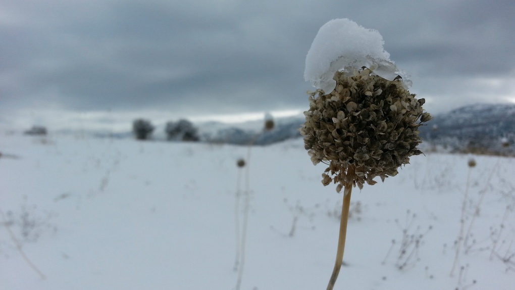 Марихуана белый снег пророщенные семена конопли