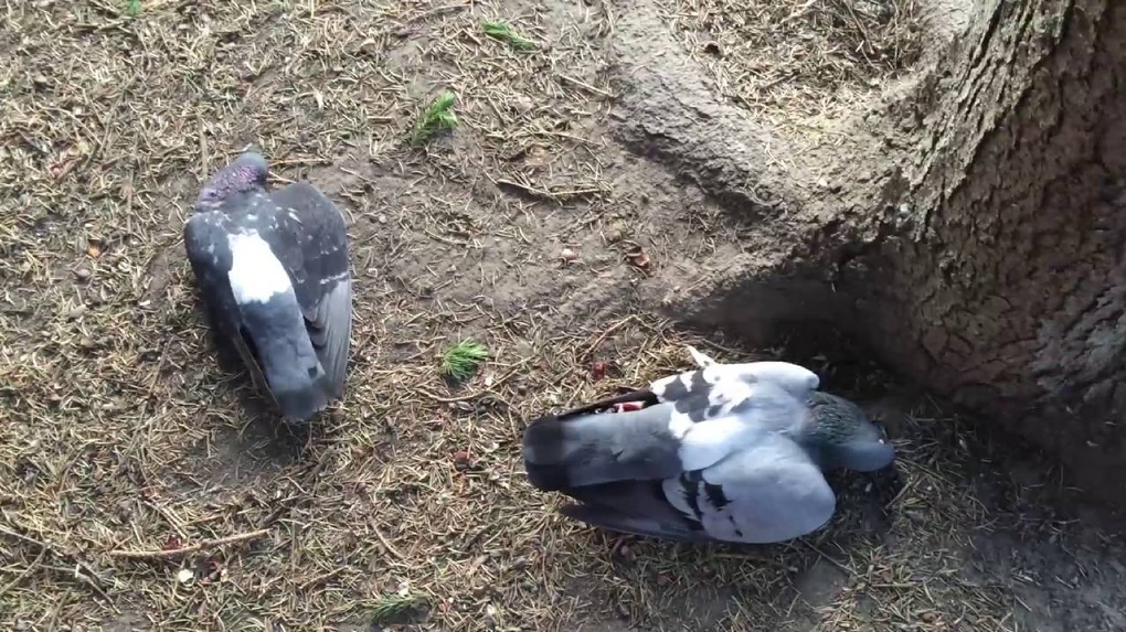 В Новосибирске массово гибнут птицы