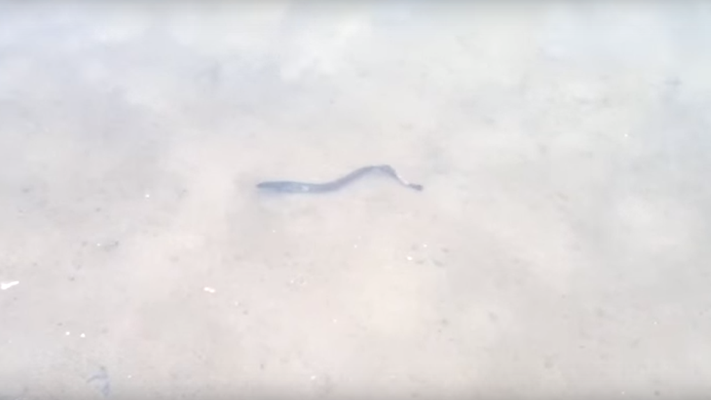 «Её мало кто видел»: рыбу-змею снял на видео житель Новосибирска