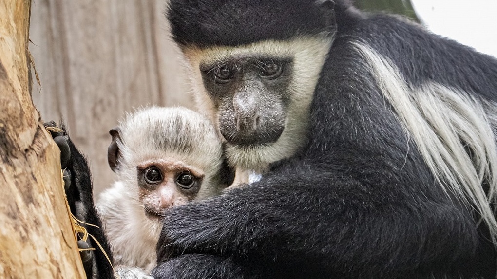 Детский сад для обезьян: в Новосибирском зоопарке показали забавные снимки приматов