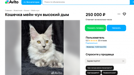 В Омске продают кошку с редким окрасом и аномалией за четверть миллиона рублей