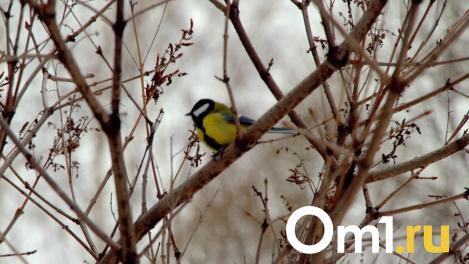 В Гидрометцентре рассказали, ждать ли омичам ранней весны