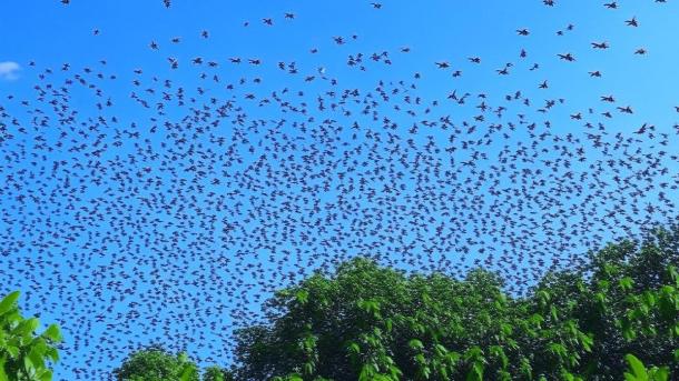 Нашествие мотыльков в Нижней Ельцовке: насекомые появились раньше срока