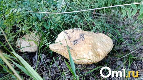 В лесу под Омском нашли редкий вид грибов