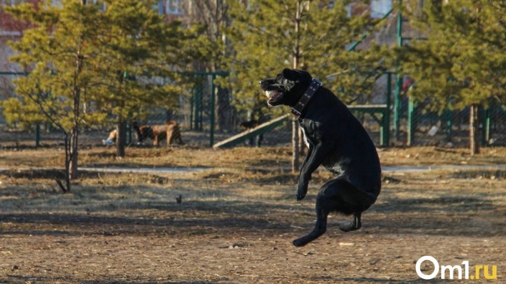 В Омской области пенсионер повесил на дереве собаку односельчанина