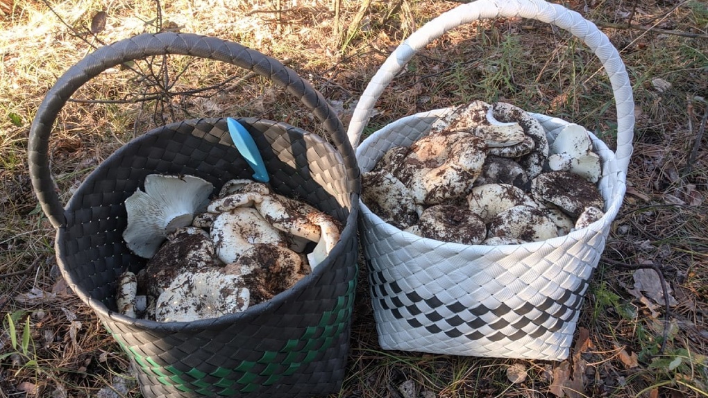 Несмотря на жару, омичи вывозят из леса грузди вёдрами — ФОТО
