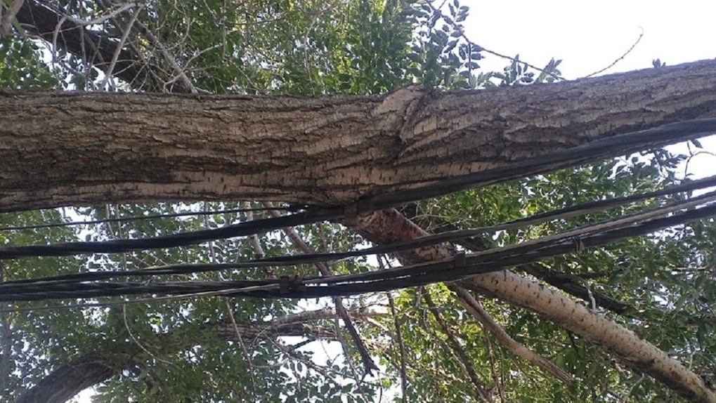 В Омске горожане боятся умереть от электрических проводов, на которых висит рухнувшее дерево — ФОТО