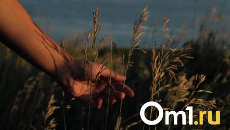 Новосибирская область начала экспорт пшеницы во Вьетнам