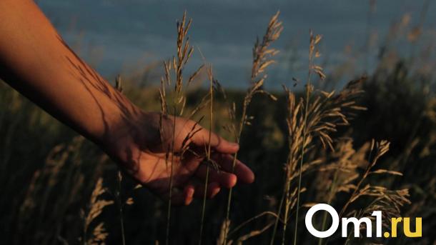 Новосибирская область начала экспорт пшеницы во Вьетнам