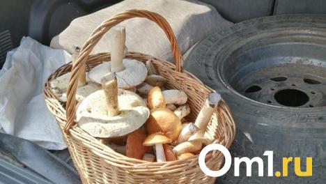 Собрал 16 килограммов: омичи выносят из лесов полные корзины грибов