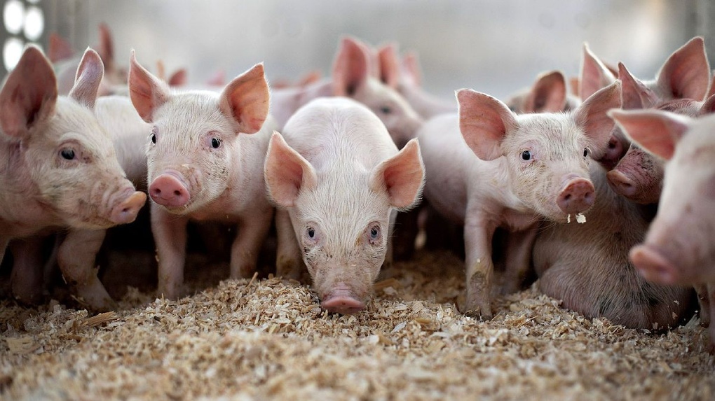 В Омской области проверяют правила содержания свиней из-за вспышки АЧС