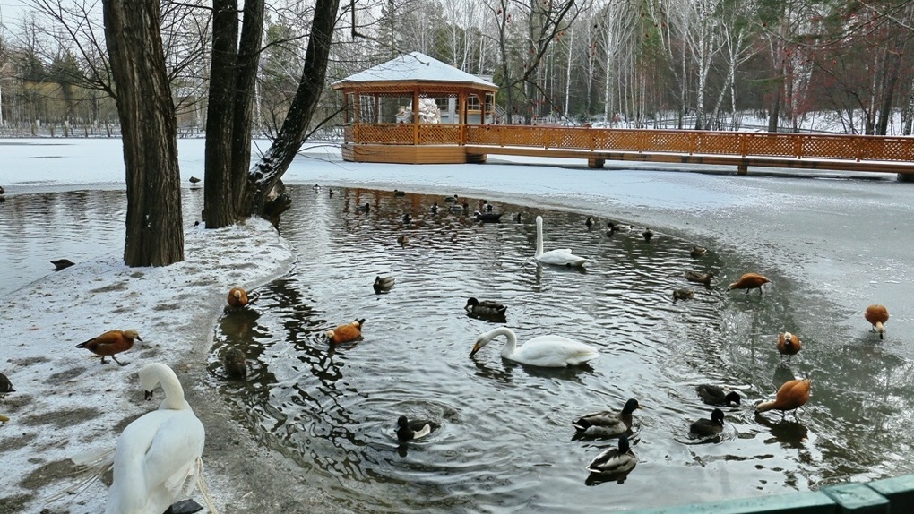 Озеро в зоопарке новосибирска