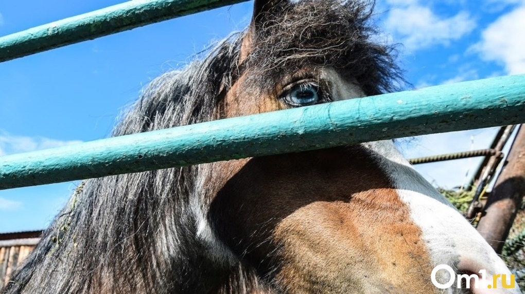 Размозжила голову: обезумевшая лошадь убила школьника в Омской области