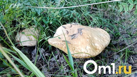 Грибной сезон открыт: в омских лесах выросли огромные подосиновики