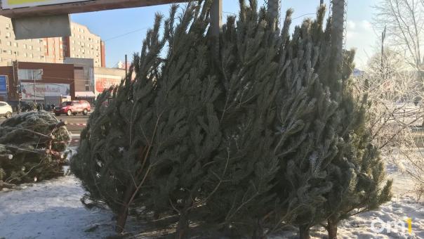 В Омске будет 70 точек для размещения ёлочных базаров - АДРЕСА