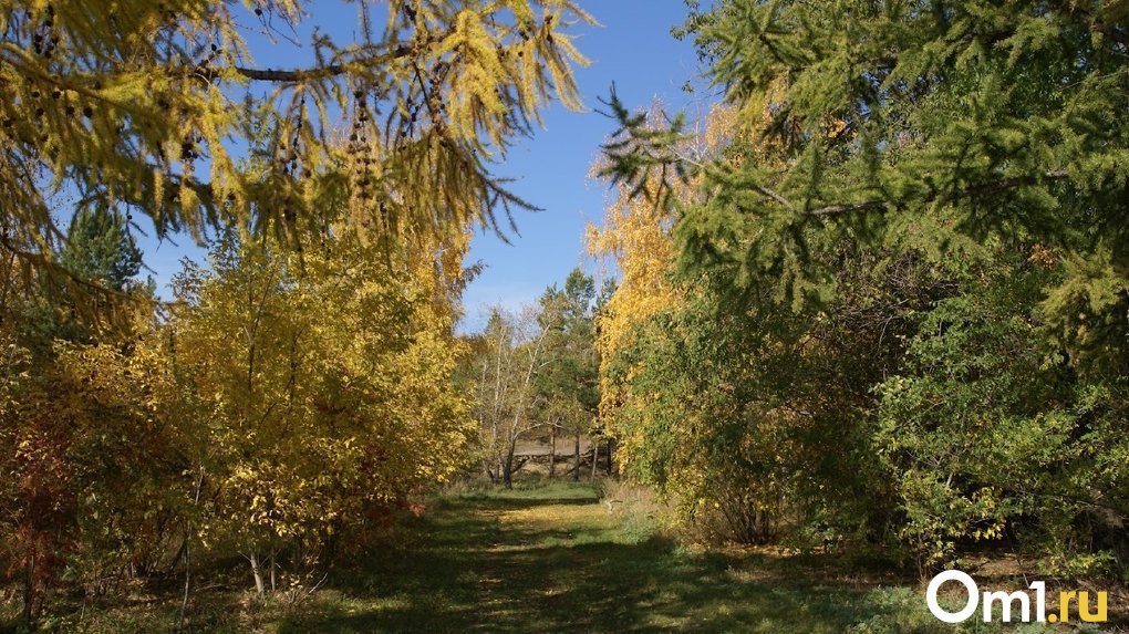 Палки вместо деревьев: омский эколог Сергей Костарев показал, что стало с саженцами в саду «Сибирь»