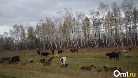 Очаги лейкоза. В трёх районах Омской области на год ввели карантин из-за опасной болезни