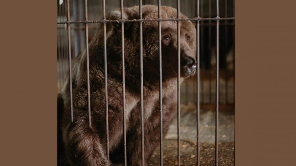 Брошенные циркачами медведи из Новосибирска нашли постоянный дом