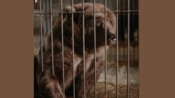 Брошенные циркачами медведи из Новосибирска нашли постоянный дом