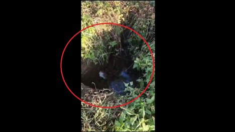 После спасения девочки, тонувшей в выгребной яме, новосибирская прокуратура начала проверку