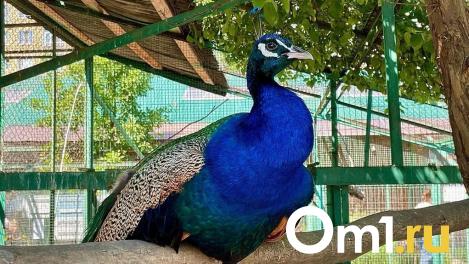 Аттракционы и кормление медведей: названа дата открытия сезона в Большереченском зоопарке