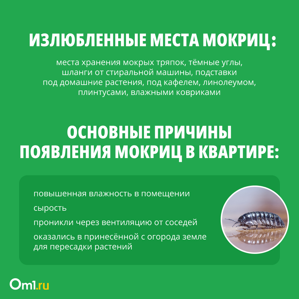 Как избавиться от мокриц в квартире? Инструкция для новосибирцев - Новости  Новосибирска - om1.ru