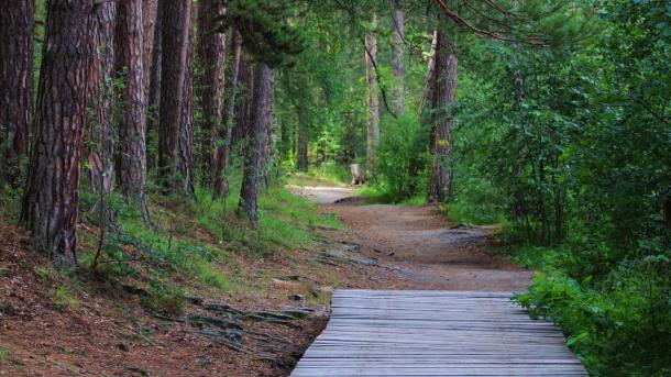 10 тысяч деревьев и скандал: как Новосибирск стал полем битвы из-за озеленения