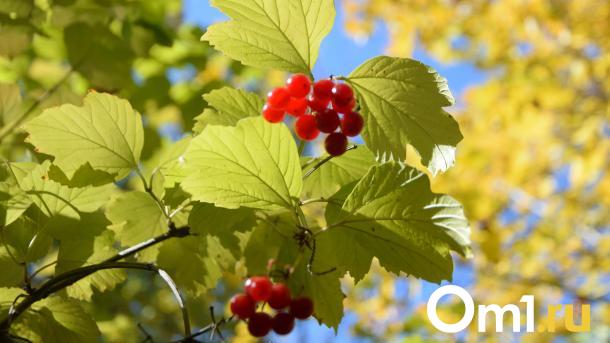 Туман, заморозки и температурные качели: омичей предупредили об опасной погоде