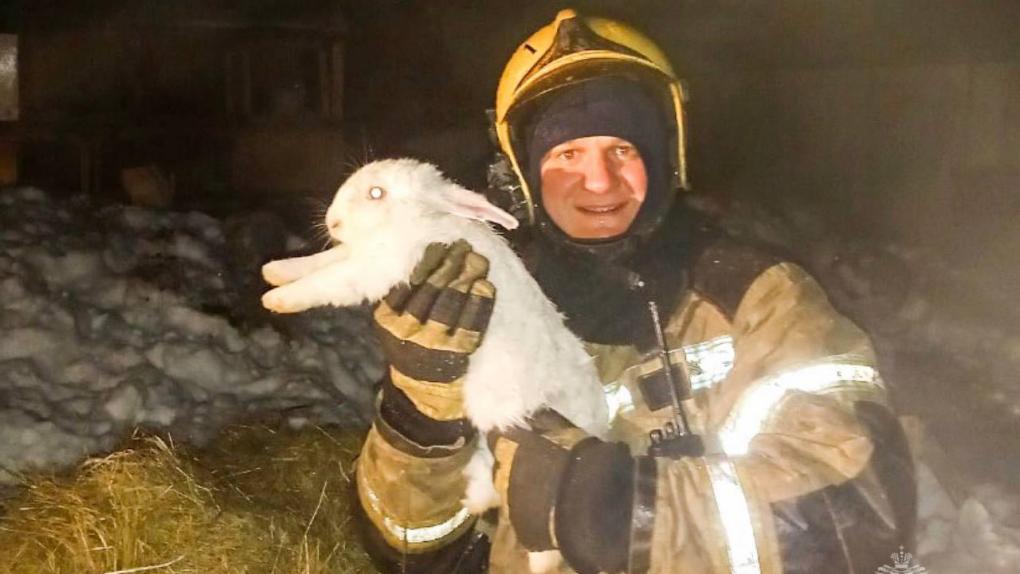 Опалилась шёрстка: омские пожарные спасли из огня восемь кроликов