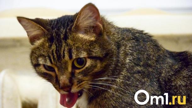 В двух районах Омской области коты заразились бешенством