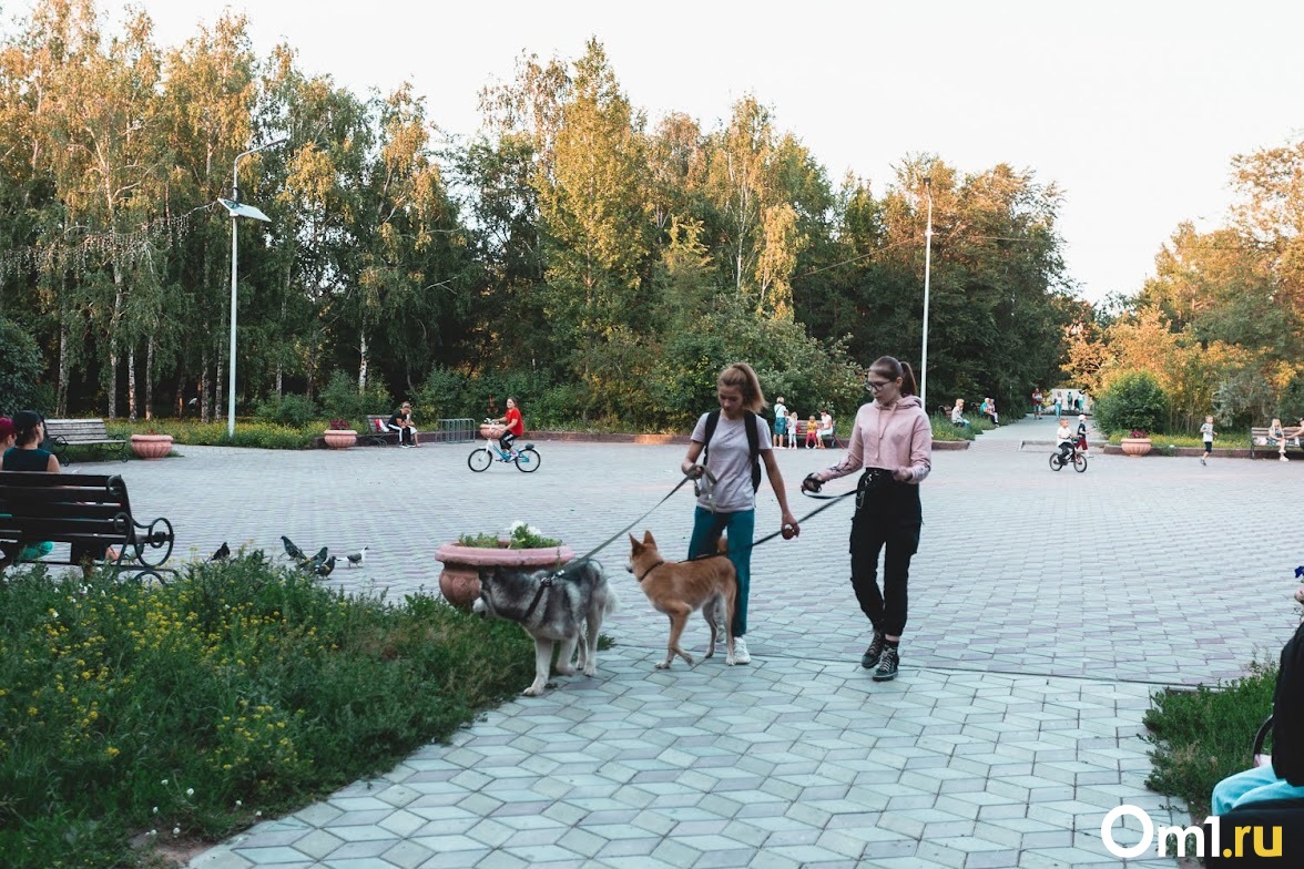 Выгул собак, автоняня, уборка: сколько стоят услуги помощников по дому в  Новосибирске? | 24.08.2021 | Омск - БезФормата