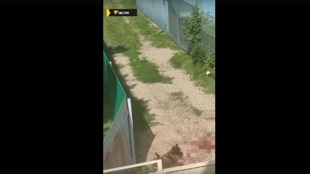 Под Новосибирском скончался израненный лось у ворот частного дома