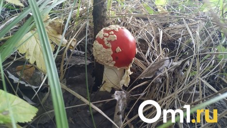 Омич выпил настойку от мухомора и едва не умер