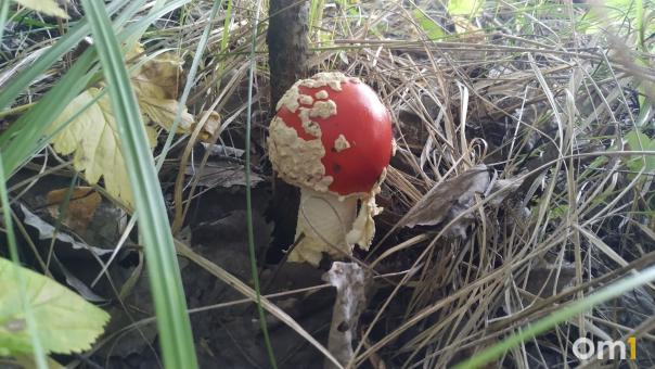 Омич выпил настойку от мухомора и едва не умер