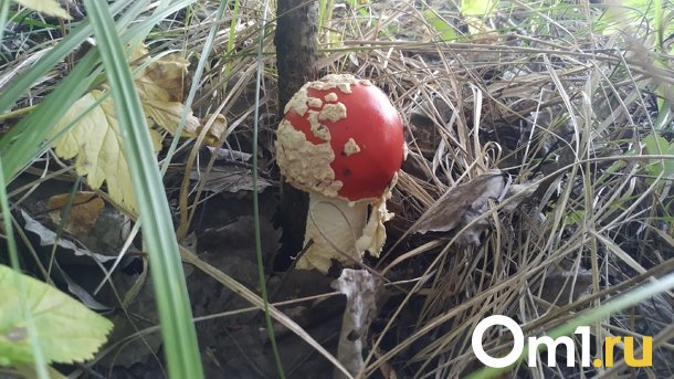 Омич выпил настойку от мухомора и едва не умер