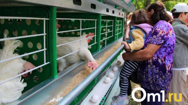 Омский школьник получил ссадины и ушиб в живот на «АгроОмске». Как это случилось?