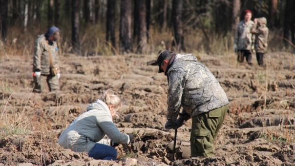 Омичи высадили около полумиллиона деревьев