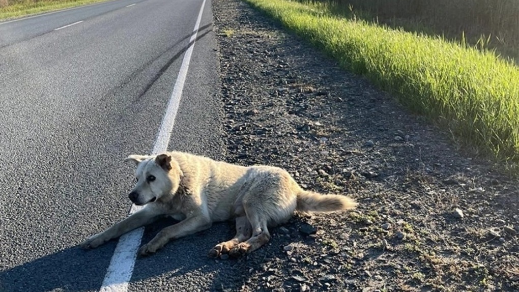 Окровавленного и слепого пса, которого искали омичи, вывезли в Казахстан