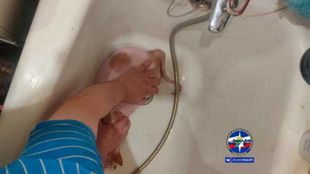 В Новосибирске спасатели помогли вызволить лапу донского сфинкса из сливной решётки