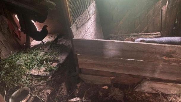 Пожилая женщина украла 12 кур у соседки в Омской области