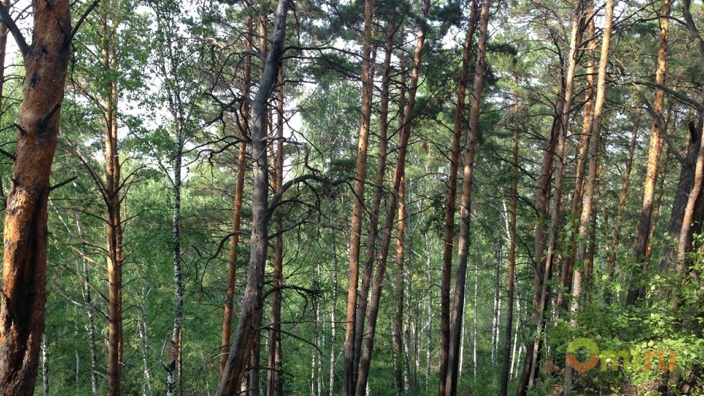Омские добровольцы убрали 15 мусорных свалок в лесу