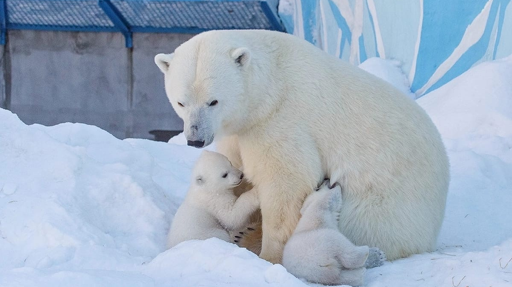 Пупа и Лупа, Снежинка и Зефирка: в Новосибирске выбирают имена для белых медвежат из зоопарка